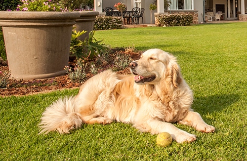 What is the One Bite Rule for Dogs?