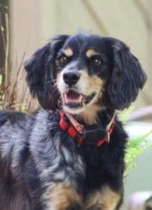 Elsie the Spokesdog for the Law Offices of Gary Bruce